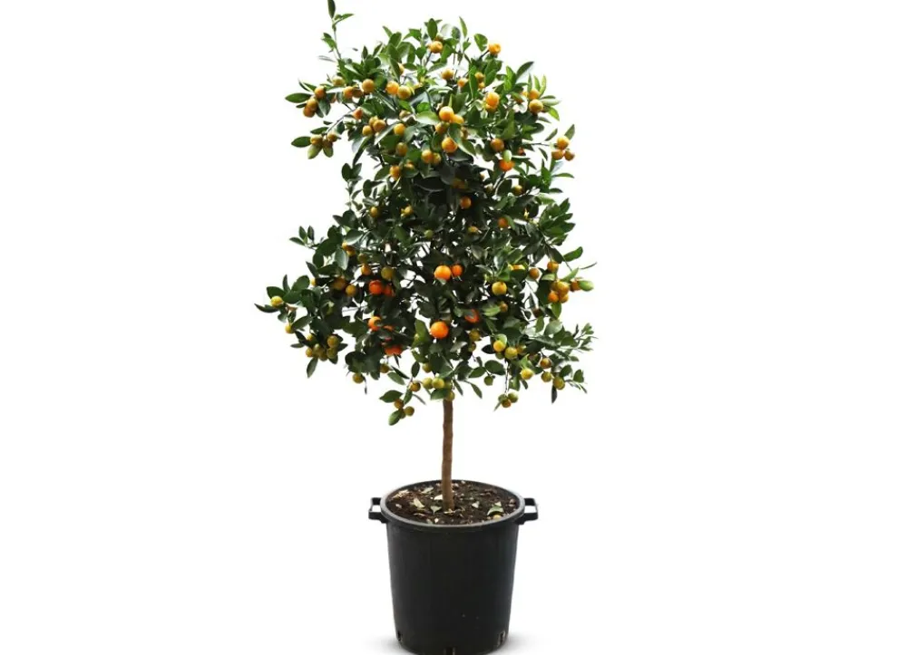 Hortiflora Calamondinbaum Citrus Mitis Calamondin 140-160Cm Best