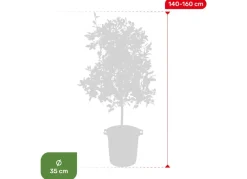 Hortiflora Calamondinbaum Citrus Mitis Calamondin 140-160Cm Best