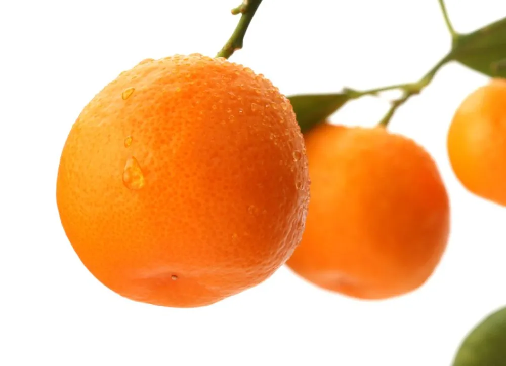 Hortiflora Calamondinbaum Citrus Mitis Calamondin 140-160Cm Best