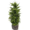 Hortiflora Europaische Eibe Taxus Baccata Heckenpflanze 120-140Cm Online