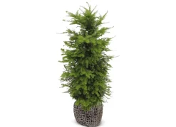 Hortiflora Europaische Eibe Taxus Baccata Heckenpflanze 120-140Cm Online