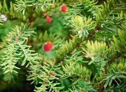 Hortiflora Europaische Eibe Taxus Baccata Heckenpflanze 120-140Cm Online