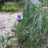 TP Gartenstecker Laterne Antik-Grun 100Cm Online