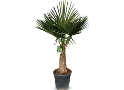 Hortiflora Hanfpalme Trachycarpus Fortunei 190-210Cm Hot