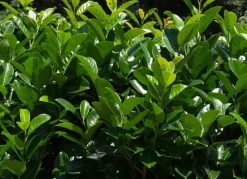 Hortiflora Kirschlorbeer Prunus Laurocerasus Rotundifolia Heckenpflanze 200-225Cm Outlet