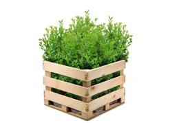 Hortiflora Kirschlorbeer Prunus Laurocerasus Rotundifolia Heckenpflanze 200-225Cm Outlet