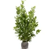 Hortiflora Kirschlorbeer Prunus Laurocerasus Novita Heckenpflanze 200-225Cm Clearance