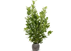 Hortiflora Kirschlorbeer Prunus Laurocerasus Novita Heckenpflanze 200-225Cm Clearance