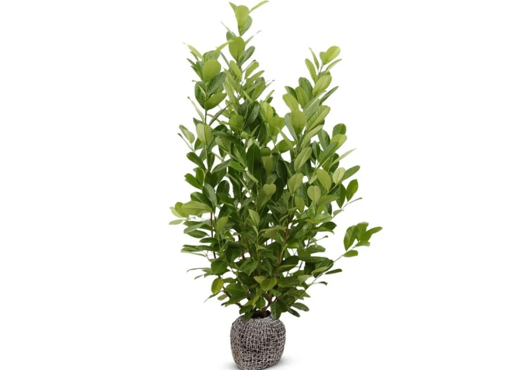 Hortiflora Kirschlorbeer Prunus Laurocerasus Novita Heckenpflanze 200-225Cm Clearance