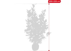 Hortiflora Kirschlorbeer Prunus Laurocerasus Novita Heckenpflanze 200-225Cm Clearance