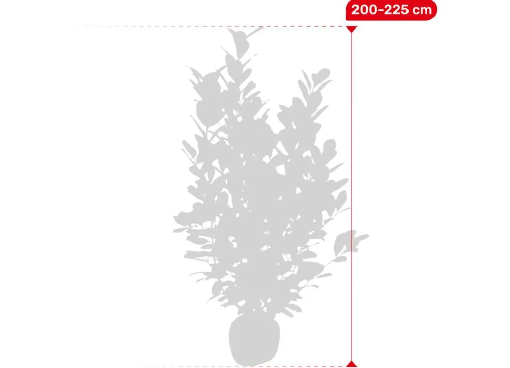 Hortiflora Kirschlorbeer Prunus Laurocerasus Novita Heckenpflanze 200-225Cm Clearance