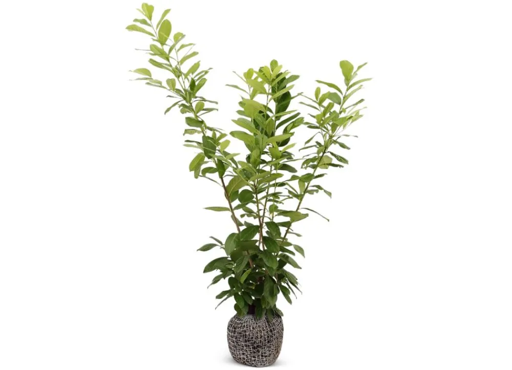 Hortiflora Kirschlorbeer Prunus Laurocerasus Novita Heckenpflanze 175-200Cm Online