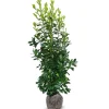 Hortiflora Kirschlorbeer Prunus Laurocerasus Rotundifolia Heckenpflanze 175-200Cm Sale