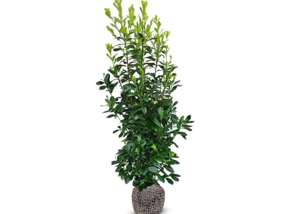 Hortiflora Kirschlorbeer Prunus Laurocerasus Rotundifolia Heckenpflanze 175-200Cm Sale