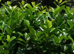 Hortiflora Kirschlorbeer Prunus Laurocerasus Rotundifolia Heckenpflanze 175-200Cm Sale