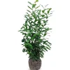 Hortiflora Kirschlorbeer Prunus Laurocerasus Novita Heckenpflanze 150-175Cm Clearance