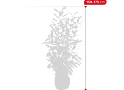 Hortiflora Kirschlorbeer Prunus Laurocerasus Novita Heckenpflanze 150-175Cm Clearance