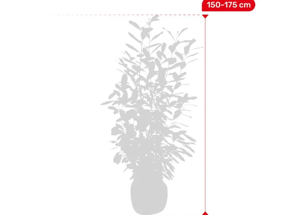 Hortiflora Kirschlorbeer Prunus Laurocerasus Novita Heckenpflanze 150-175Cm Clearance