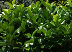 Hortiflora Kirschlorbeer Prunus Laurocerasus Novita Heckenpflanze 150-175Cm Clearance
