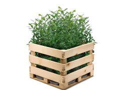 Hortiflora Kirschlorbeer Prunus Laurocerasus Novita Heckenpflanze 150-175Cm Clearance
