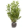 Hortiflora Kirschlorbeer Prunus Laurocerasus Rotundifolia Heckenpflanze 150-175Cm Discount