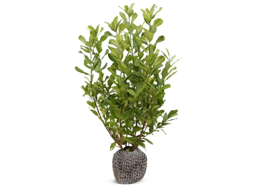 Hortiflora Kirschlorbeer Prunus Laurocerasus Rotundifolia Heckenpflanze 150-175Cm Discount