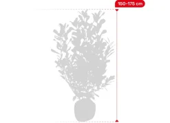 Hortiflora Kirschlorbeer Prunus Laurocerasus Rotundifolia Heckenpflanze 150-175Cm Discount