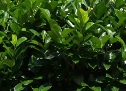 Hortiflora Kirschlorbeer Prunus Laurocerasus Rotundifolia Heckenpflanze 150-175Cm Discount