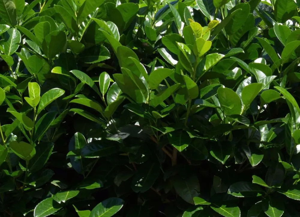 Hortiflora Kirschlorbeer Prunus Laurocerasus Rotundifolia Heckenpflanze 150-175Cm Discount
