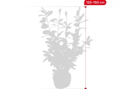 Hortiflora Kirschlorbeer Prunus Laurocerasus Novita Heckenpflanze 125-150Cm New