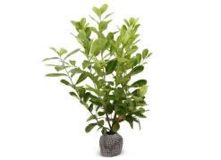 Hortiflora Kirschlorbeer Prunus Laurocerasus Rotundifolia Heckenpflanze 125-150Cm Sale
