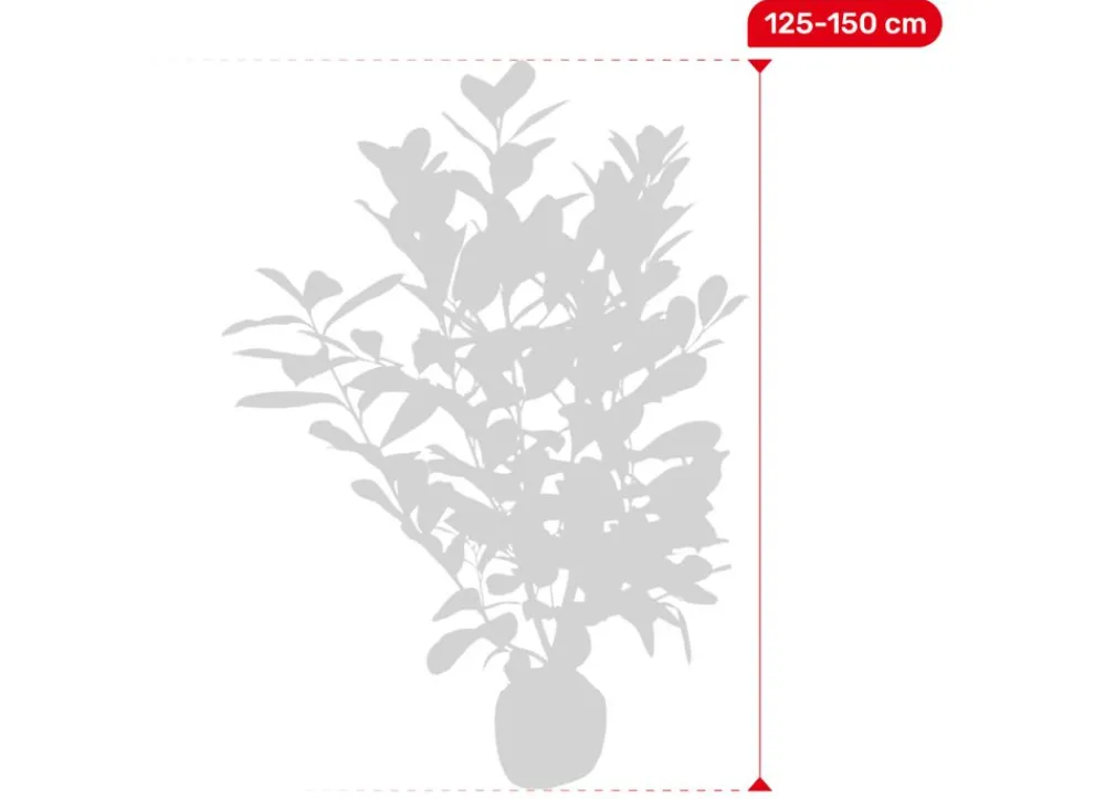 Hortiflora Kirschlorbeer Prunus Laurocerasus Rotundifolia Heckenpflanze 125-150Cm Sale