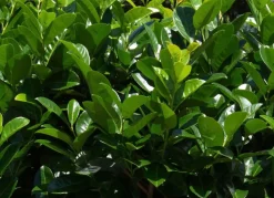 Hortiflora Kirschlorbeer Prunus Laurocerasus Rotundifolia Heckenpflanze 125-150Cm Sale
