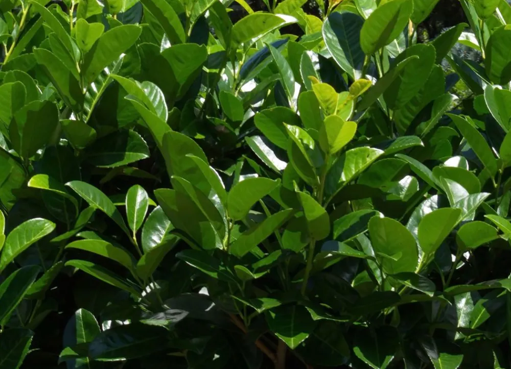 Hortiflora Kirschlorbeer Prunus Laurocerasus Rotundifolia Heckenpflanze 125-150Cm Sale