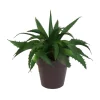 TP Kunstliche Aloe Vera Im Kunststofftopf 17Cm Dunkelgrun New