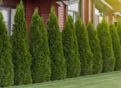 Hortiflora Lebensbaum Thuja Occidentalis Smaragd Heckenpflanze 160-180Cm Online
