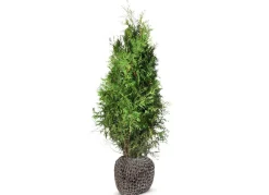 Hortiflora Lebensbaum Thuja Occidentalis Brabant Heckenpflanze 180-200Cm Hot