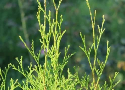 Hortiflora Lebensbaum Thuja Occidentalis Brabant Heckenpflanze 180-200Cm Hot