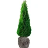 Hortiflora Lebensbaum Thuja Occidentalis Smaragd Heckenpflanze 180-200Cm New