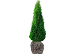 Hortiflora Lebensbaum Thuja Occidentalis Smaragd Heckenpflanze 180-200Cm New
