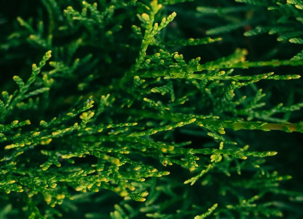 Hortiflora Lebensbaum Thuja Occidentalis Smaragd Heckenpflanze 180-200Cm New