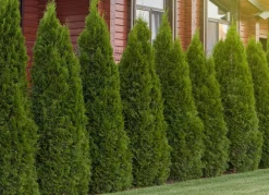 Hortiflora Lebensbaum Thuja Occidentalis Smaragd Heckenpflanze 180-200Cm New