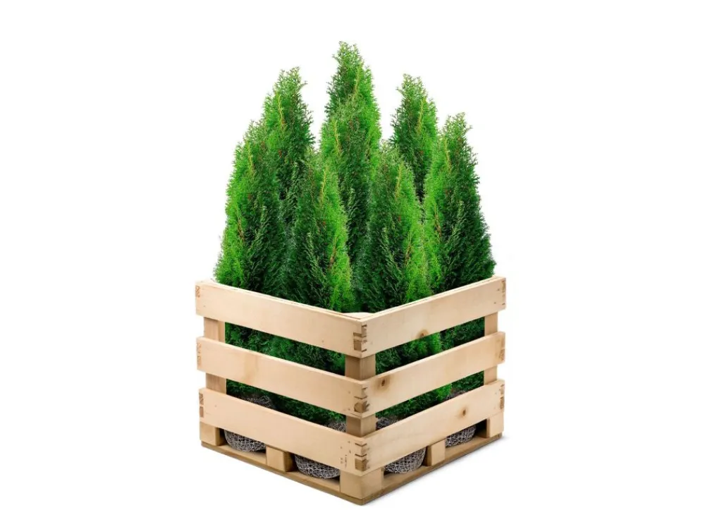 Hortiflora Lebensbaum Thuja Occidentalis Smaragd Heckenpflanze 180-200Cm New