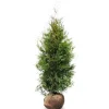 Hortiflora Lebensbaum Thuja Occidentalis Brabant Heckenpflanze 160-180Cm