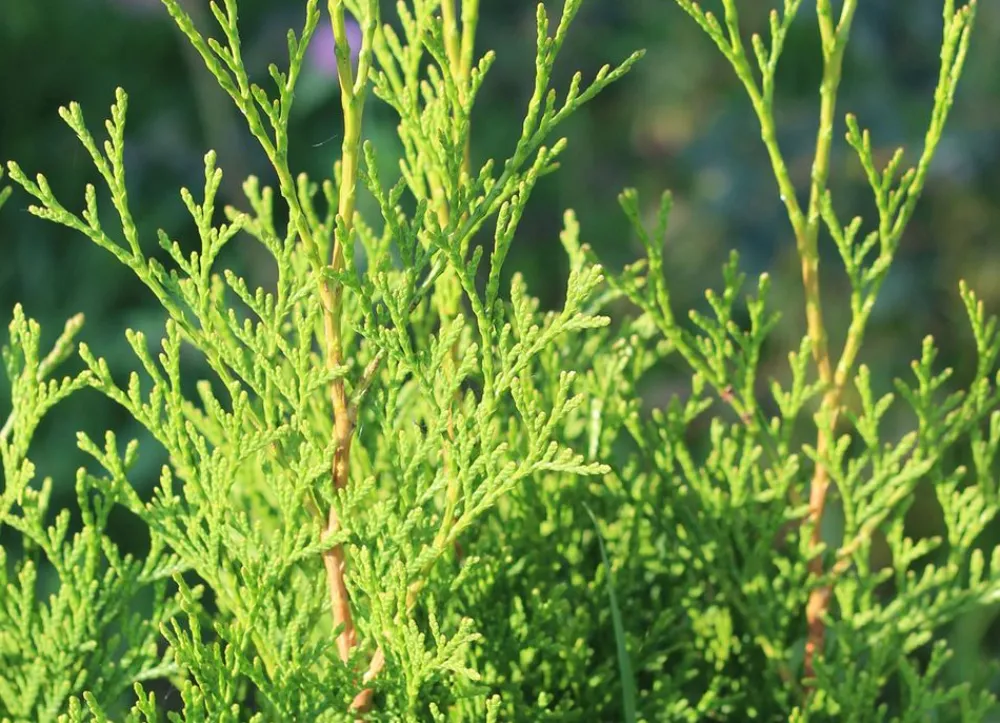 Hortiflora Lebensbaum Thuja Occidentalis Brabant Heckenpflanze 160-180Cm