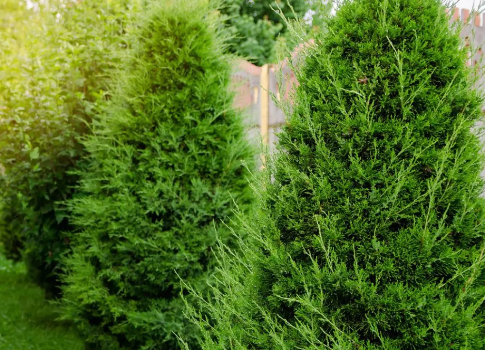 Hortiflora Lebensbaum Thuja Occidentalis Brabant Heckenpflanze 160-180Cm