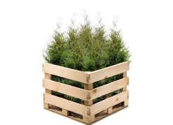 Hortiflora Lebensbaum Thuja Occidentalis Brabant Heckenpflanze 160-180Cm