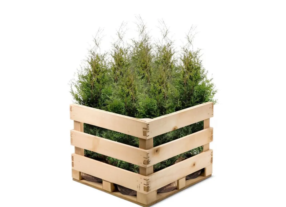 Hortiflora Lebensbaum Thuja Occidentalis Brabant Heckenpflanze 160-180Cm