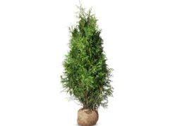 Hortiflora Lebensbaum Thuja Occidentalis Brabant Heckenpflanze 140-160Cm Outlet