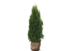 Hortiflora Lebensbaum Thuja Occidentalis Smaragd Heckenpflanze 120-140Cm Discount